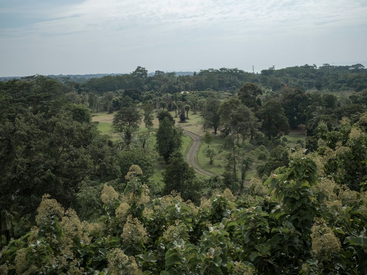 An aerial view of the teak plantation’s lushness, surrounding the villa in the middle of it