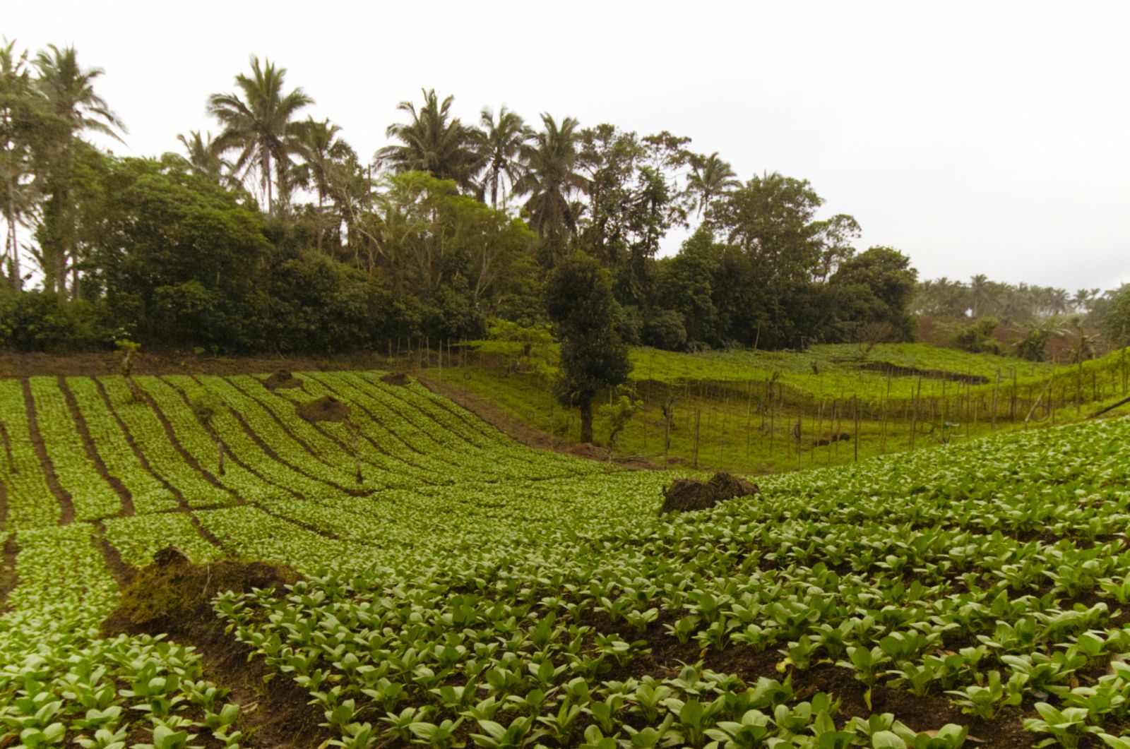 A farm in Majayjay, Laguna (Image courtesy of Sub-Zero and Wolf)