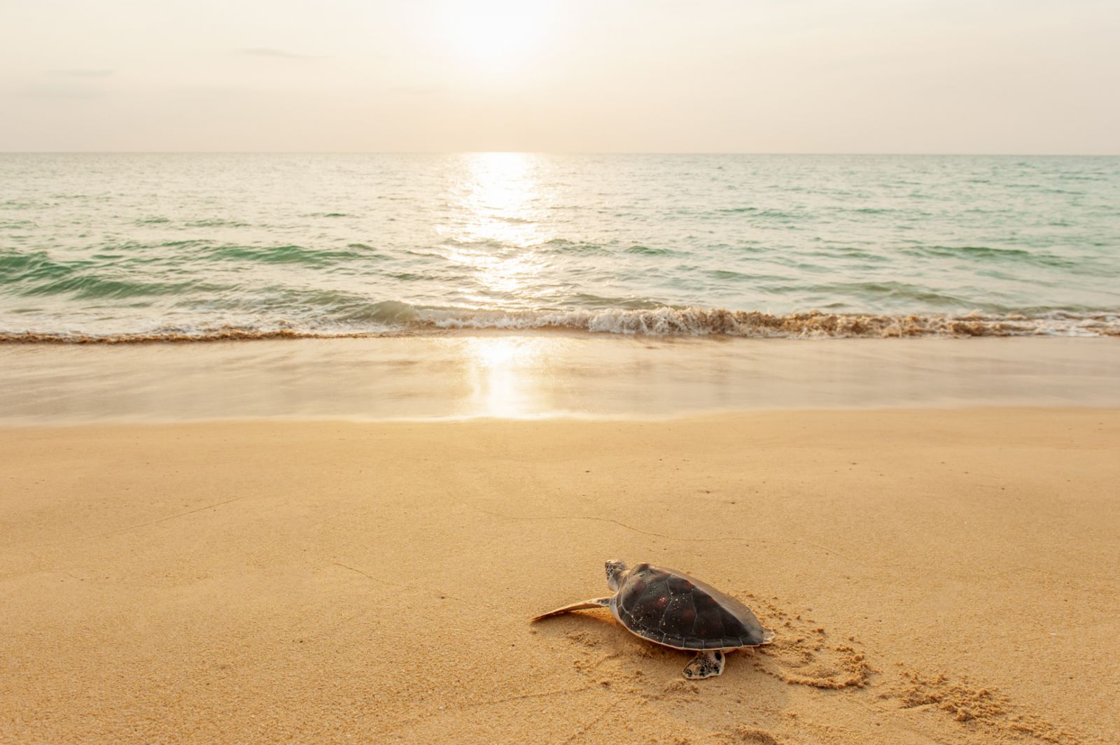 Green Sea Turtle on the tropical beach at sunset, heading for the ocean for the first time. Golden sun setting and coastline backgrounds. Khao Lampi-Hat Thai Mueang National Park, Phang Nga, Thailand. Summer season.