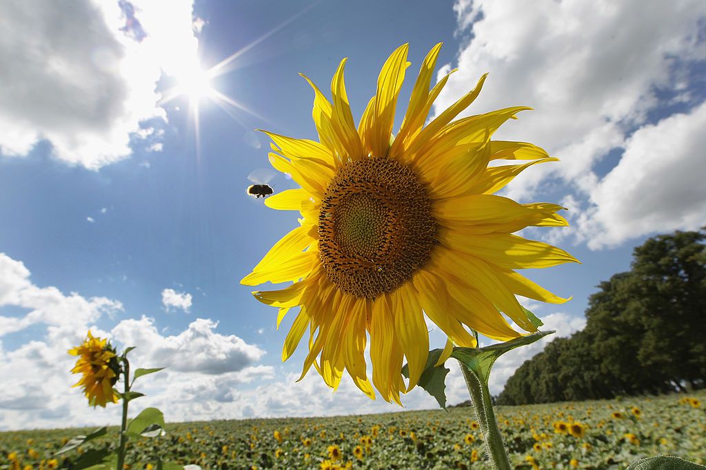ALTLANDSBERG, GERMANY - AUGUST 16: Sunflowers are in full bloom on a sunny day on August 16, 2010 in Altlandsberg near Berlin, Germany. After a period with storm and rain temperatures are forecast to reach sunny 20 degrees Celsius. (Photo by Andreas Rentz/Getty Images)