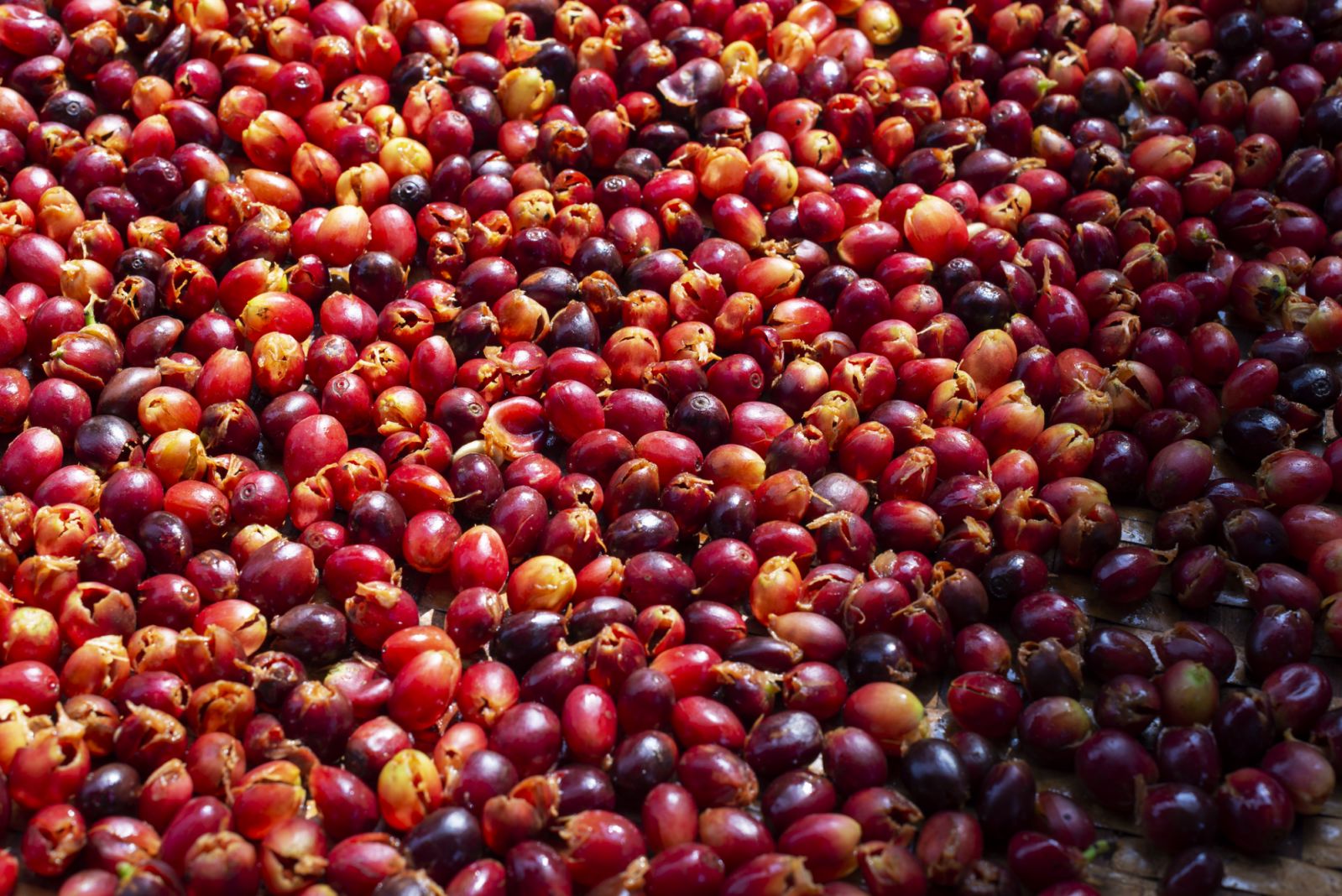 Cascara or coffee cherries (Photo: Getty Images)