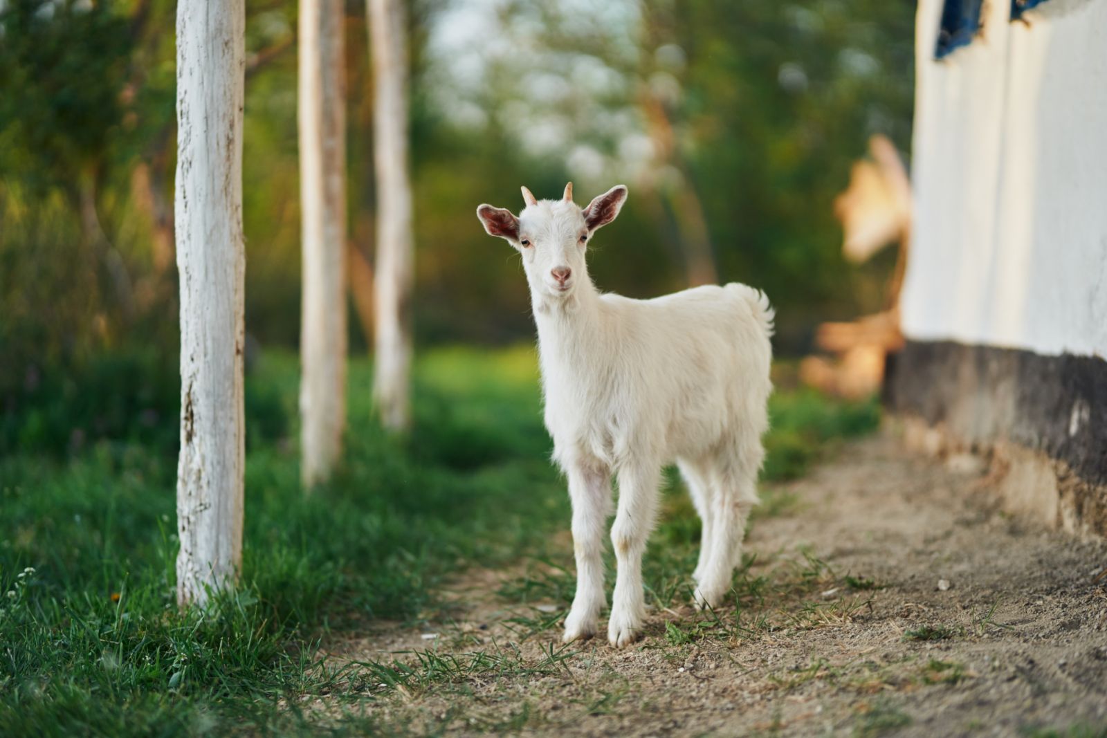 Coffee was discovered by an Ethiopian goat herder (Photo: Getty Images)