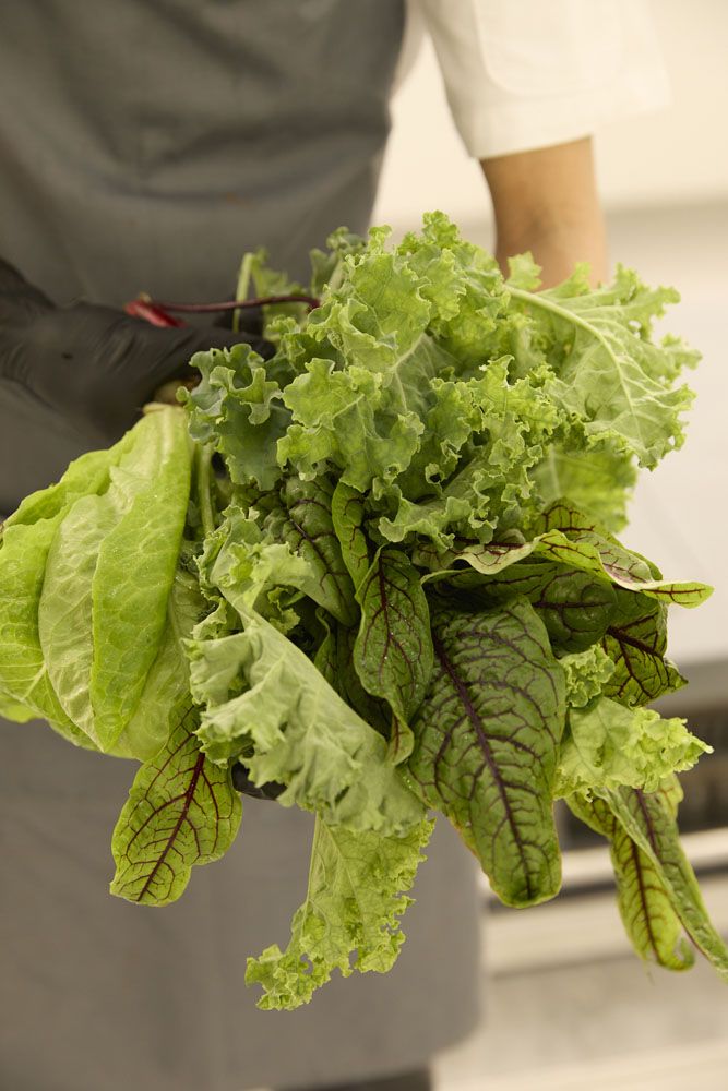 Crops harvested from the smart farm