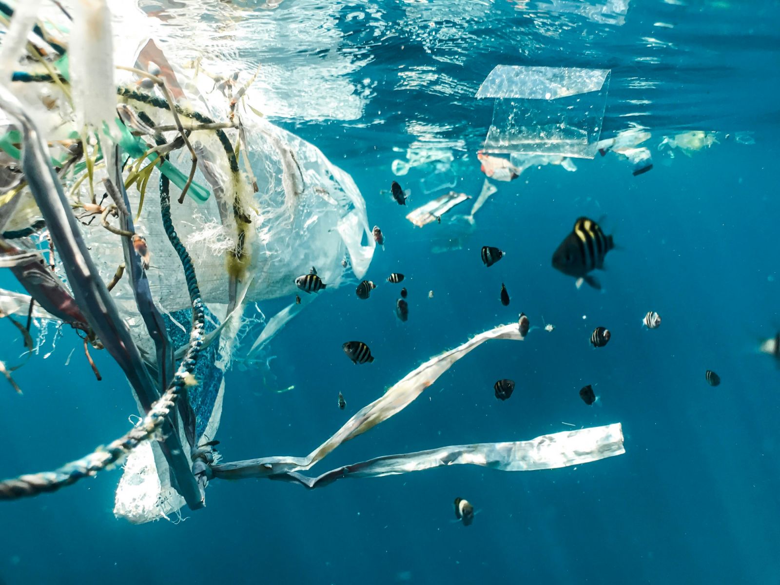 塑膠微粒常經由海洋生物進入食物鏈。Photo:Unsplash