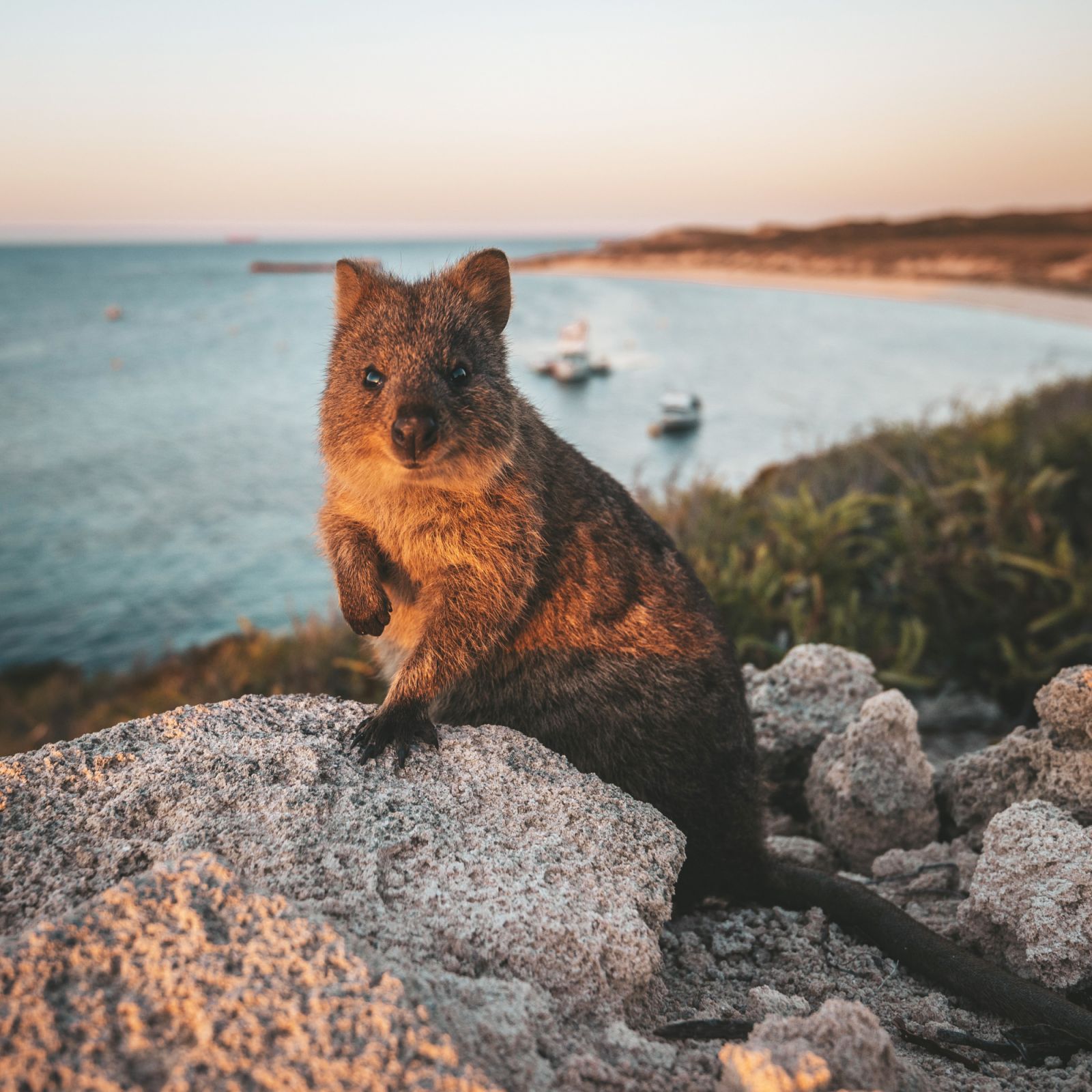 A happy quokka (Photo: Tourism Western Australia)