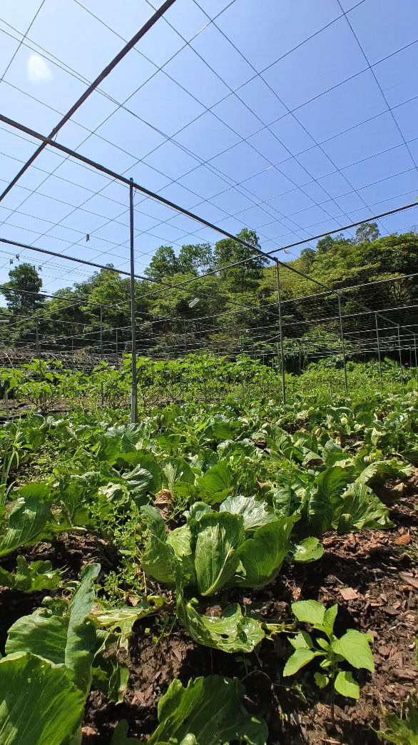 Regenerative farming techniques such as mulching and adding nutrient amendments to the soil can help farmers grow healthier and more pest-resistant crops (Photo: Khoa Tran / Tatler Asia)