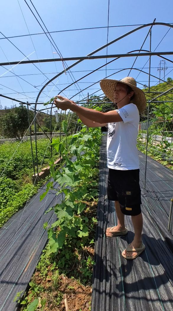 Cham Shan Farm is still in the process of transitioning to more regenerative farming techniques, gradually replacing tarps to cover the soil with mulching (Photo: Khoa Tran / Tatler Asia)