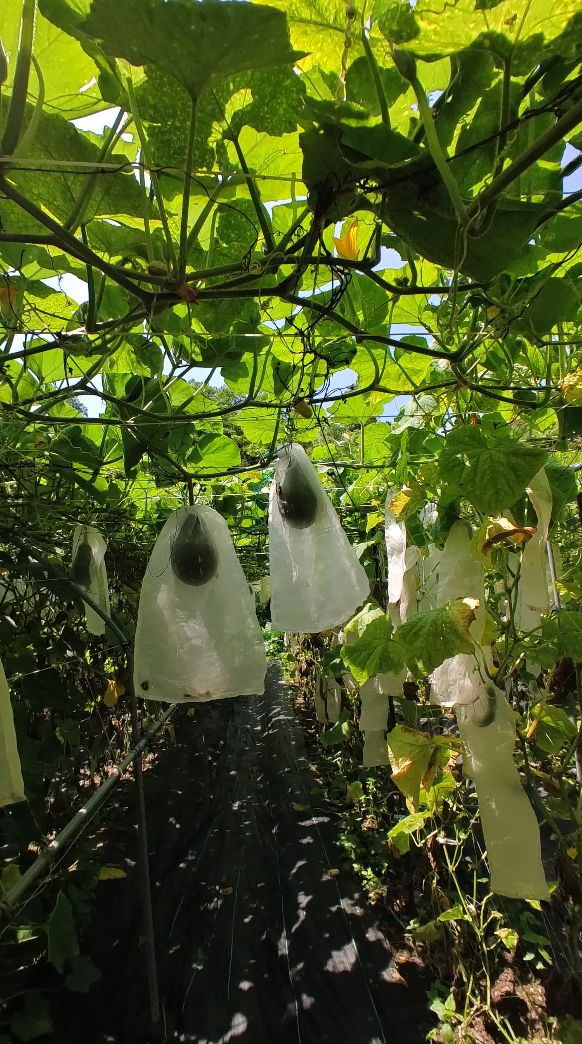 Crops that start to fruit are covered with mesh to protect the vegetables from insects (Photo: Khoa Tran / Tatler Asia)