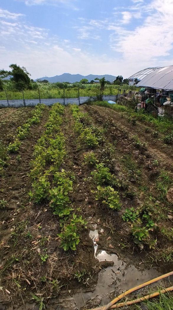 Farmer Chow Sze Chung says regenerative techniques helped him save time on having to deal with weeding his crops (Photo: Khoa Tran / Tatler Asia)