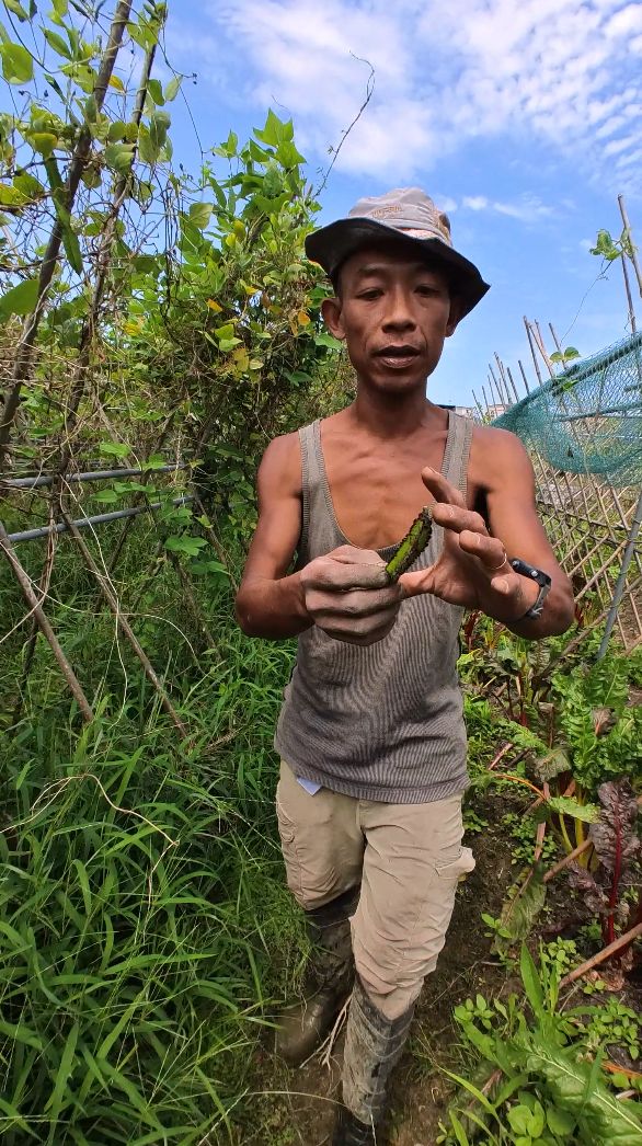 Sangwoodgoon grows all sorts of produce from beans and leafy greens to pumpkin and melons.