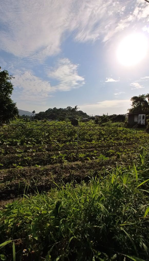 AuLaw Organic Farm strives to adapt to the changing weather and focus on growing high quality tasty produce for their consumers (Photo: Khoa Tran / Tatler Asia)
