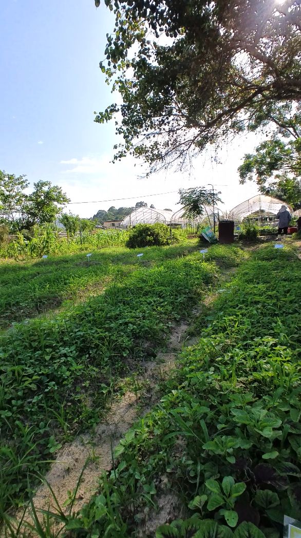 Mushroom substrate mulch is a regenerative farming technique which helps to minimise pests and weeds (Photo: Khoa Tran / Tatler Asia)