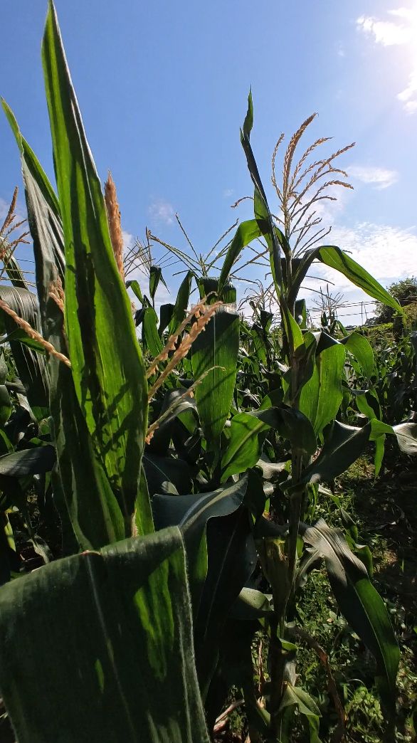 Healthy green maize leaves without yellow lines and insect bite marks are a result of implementing nutrient amendments to the crop (Photo: Khoa Tran / Tatler Asia)