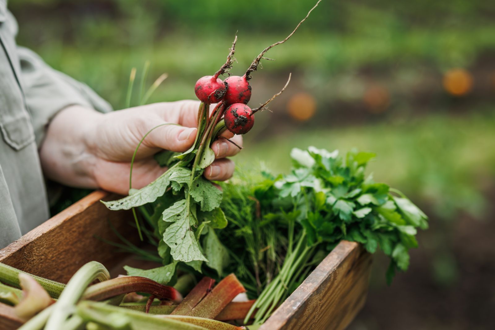 Dari ladang ke meja: lobak yang baru dipetik di kebun sayur (Foto: Getty Images)