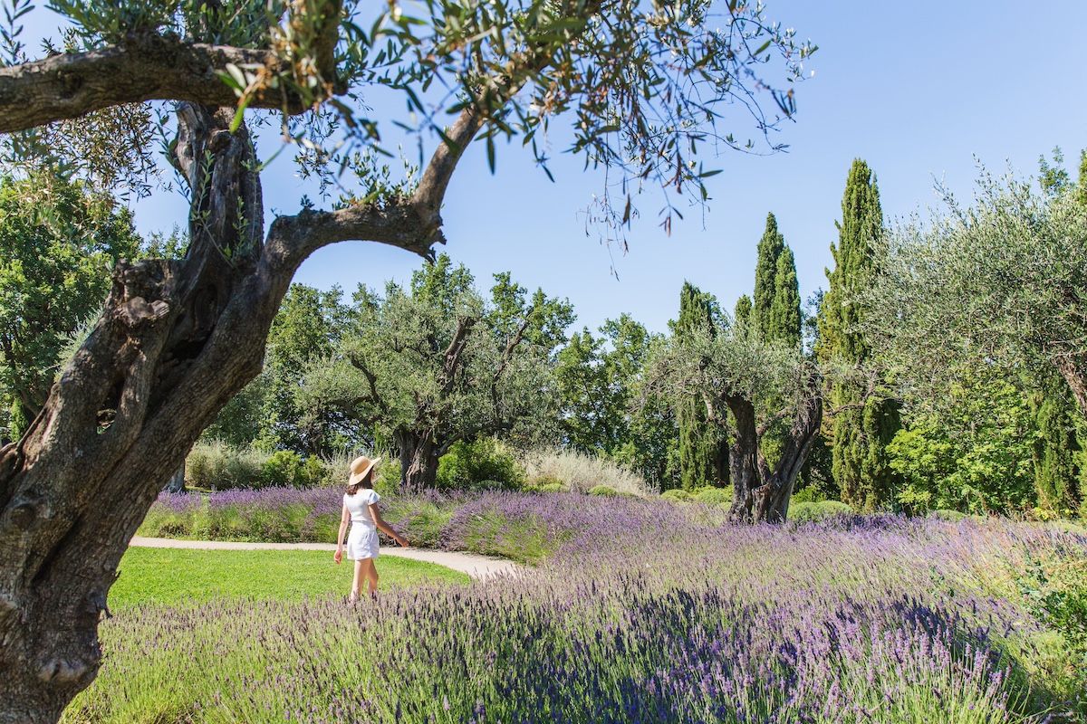 The lavender fields on the grounds
