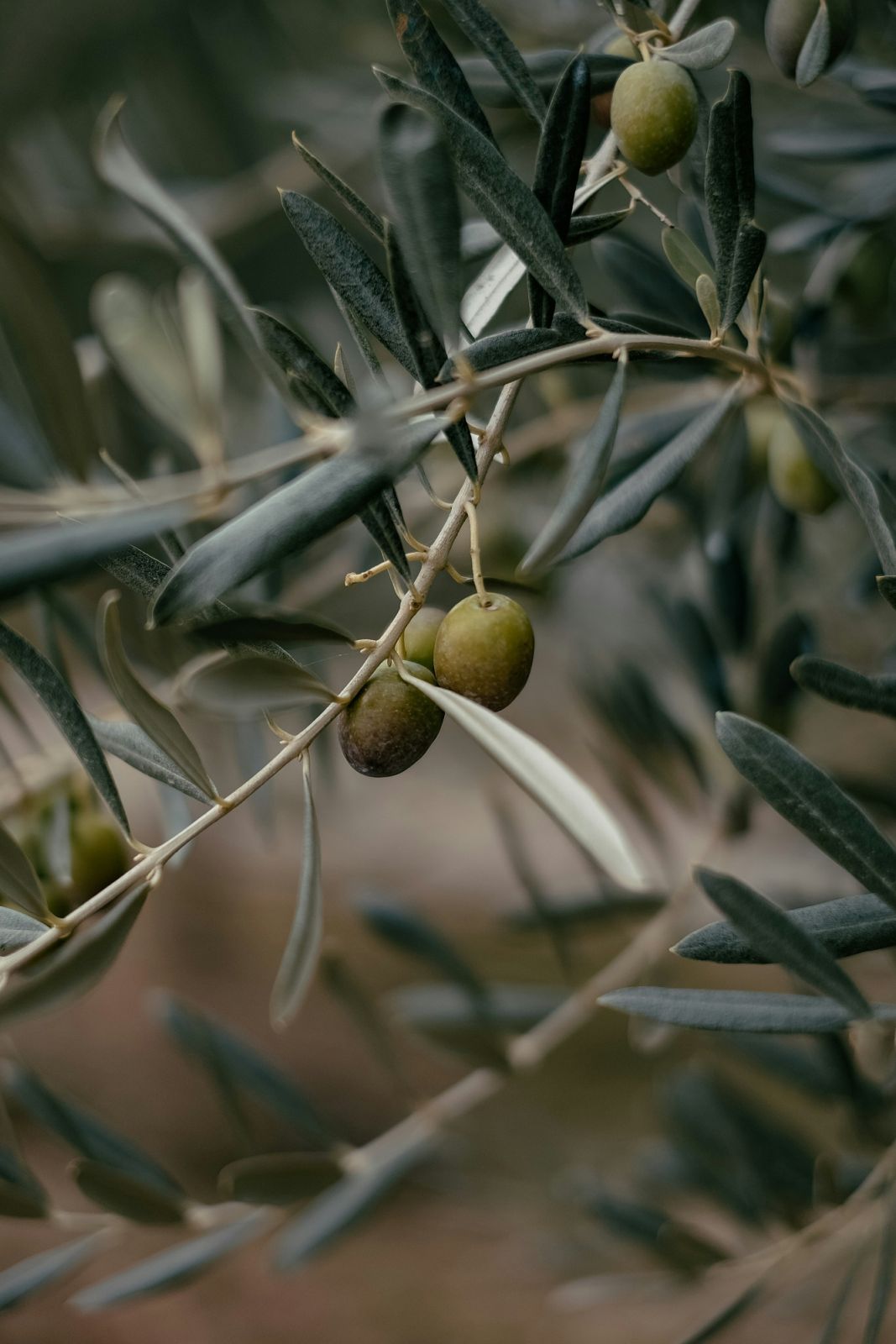 Olives are inedible before fermentation (Photo: Unsplash)