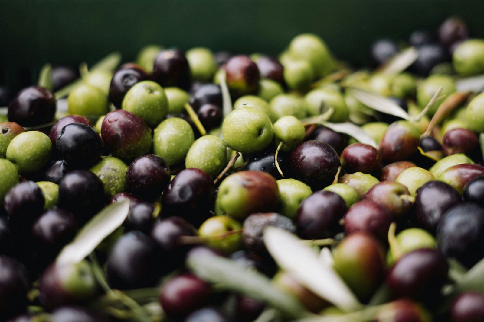 Green and black olives, small fruits that need to be fermented before consumption (Photo: Unsplash)