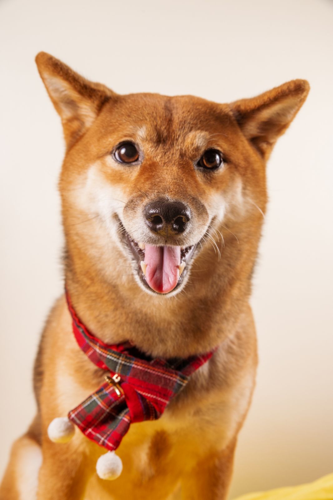 Kura the Shiba Inu