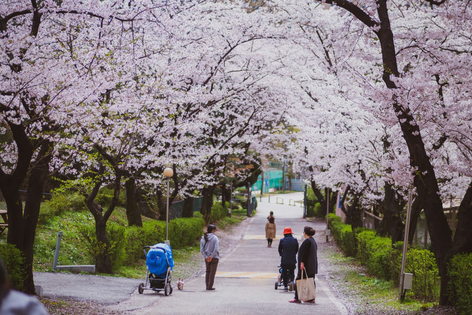 Musim bunga antara musim paling indah untuk mengunjungi Korea Selatan.(Photo: Unsplash)