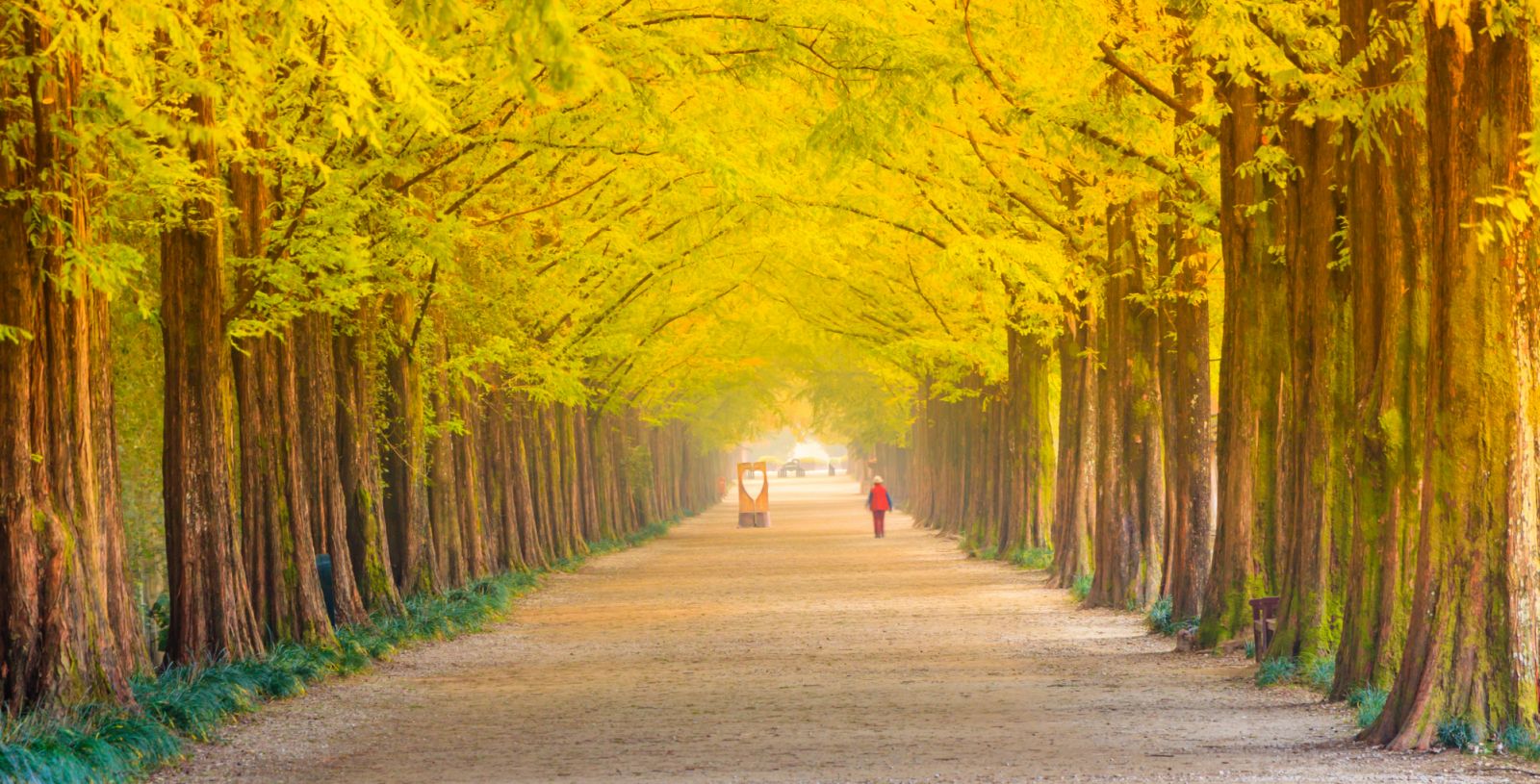 Nami Island di Gapyeong, Wilayah Gyeonggi, adalah latar penggambaran K-drama klasik 2002 ‘Winter Sonata’. (Photo: Getty Images)