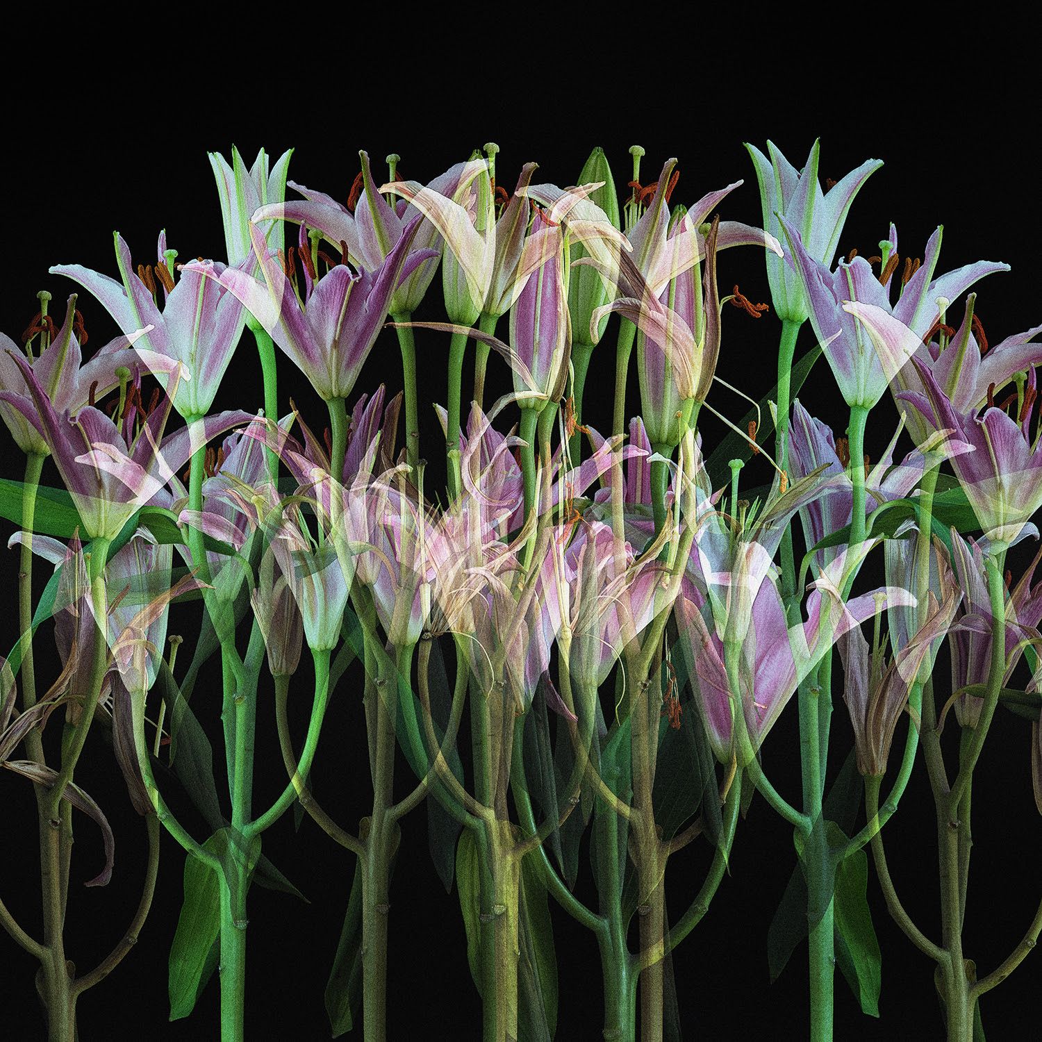 Tom Epperson’s ‘Kuoza 1’, Photograph, Pigment on Archival Paper, Hahnemühle Photo Rag 308 GSM