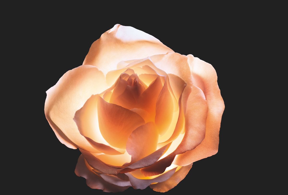 The Rose de Granville