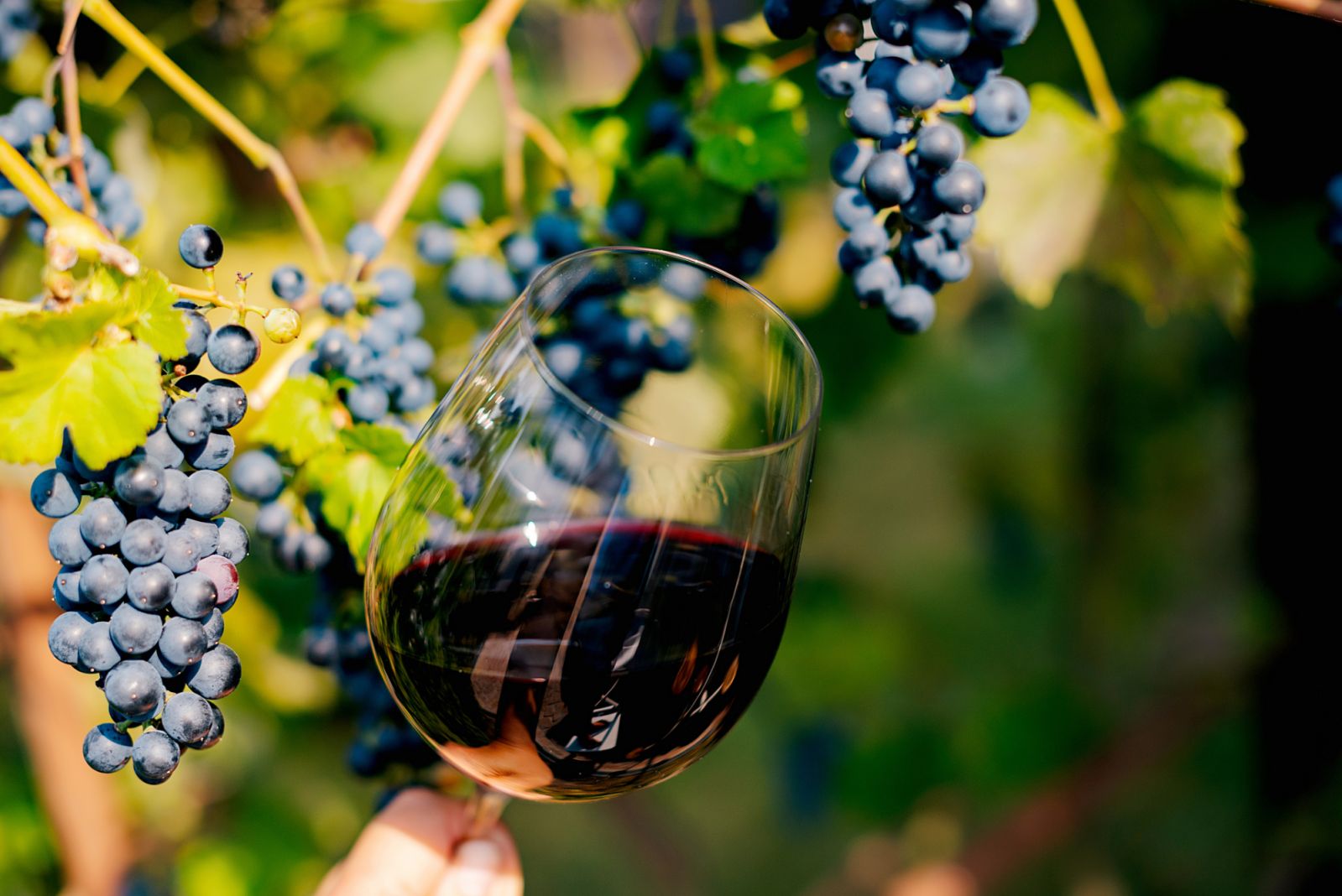 A glass of red wine (Photo: Getty Images)
