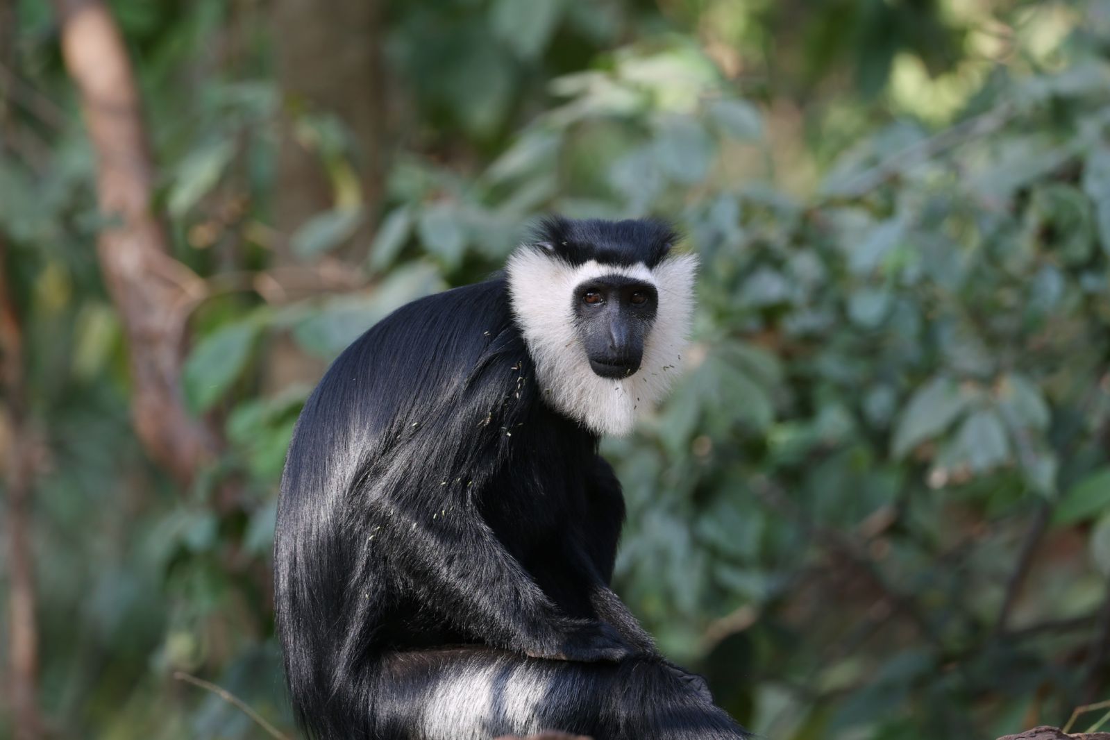 A white-thighed colobus, one of the world’s 25 most endangered primate species. The species is endemic to West Africa, meaning the Tanoé-Ehy forest in Côte d’Ivoire is one of the last remaining places they can be found in the wild.