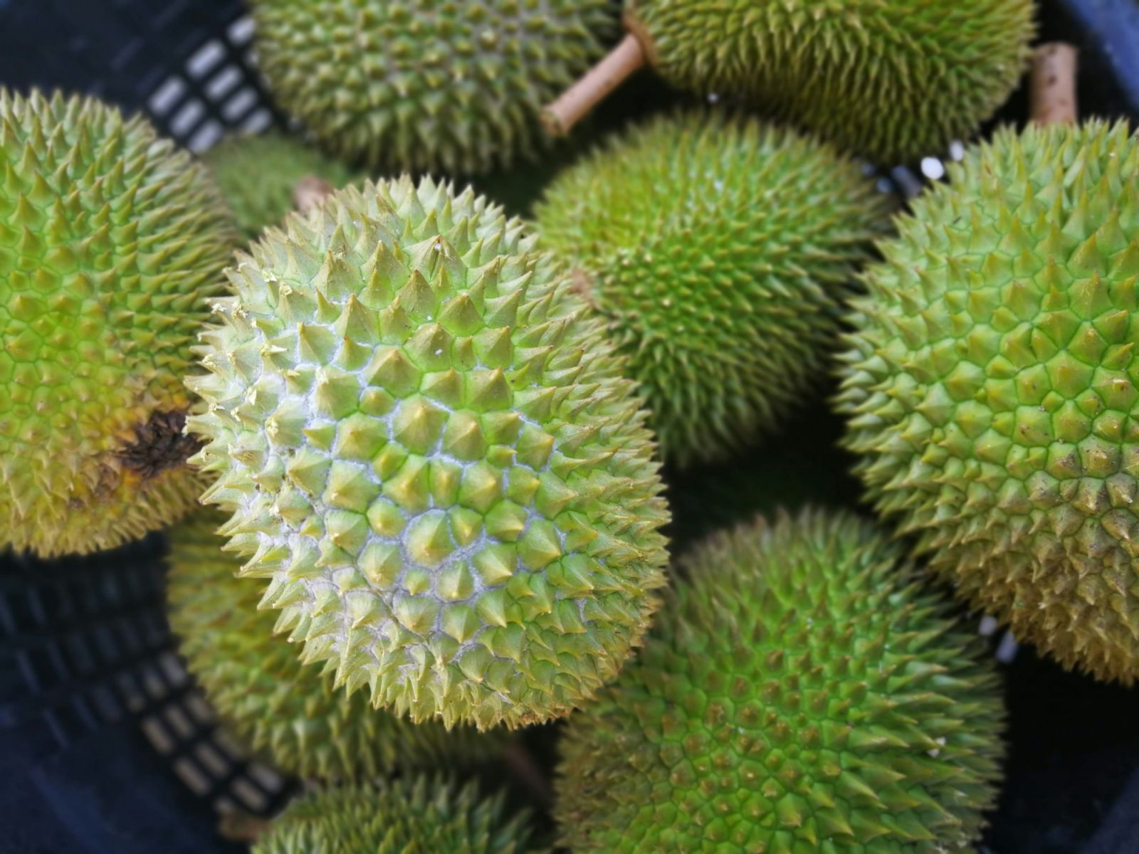 Fresh durians (Photo: Unsplash)