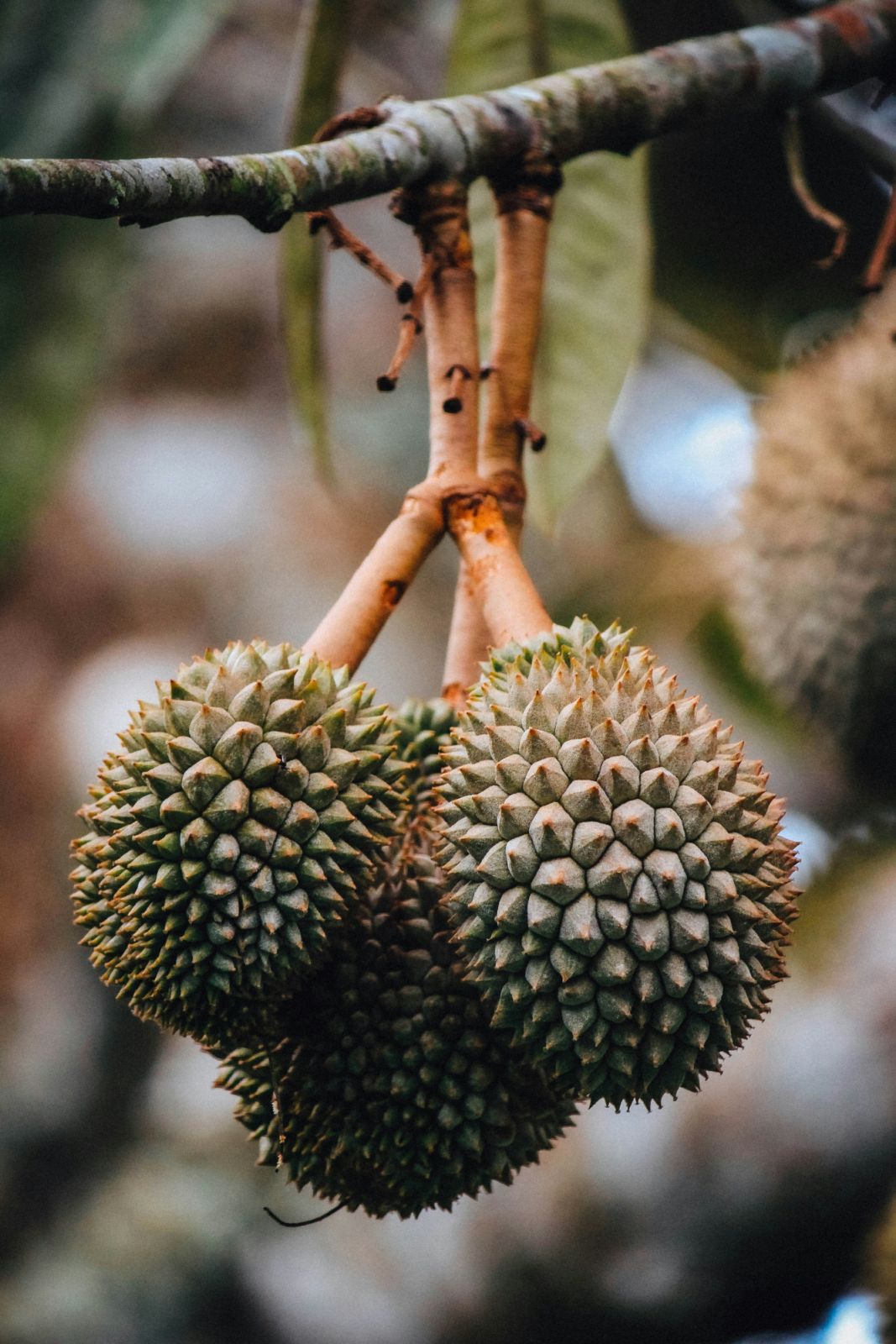 Durians before harvest (Photo: Unsplash)