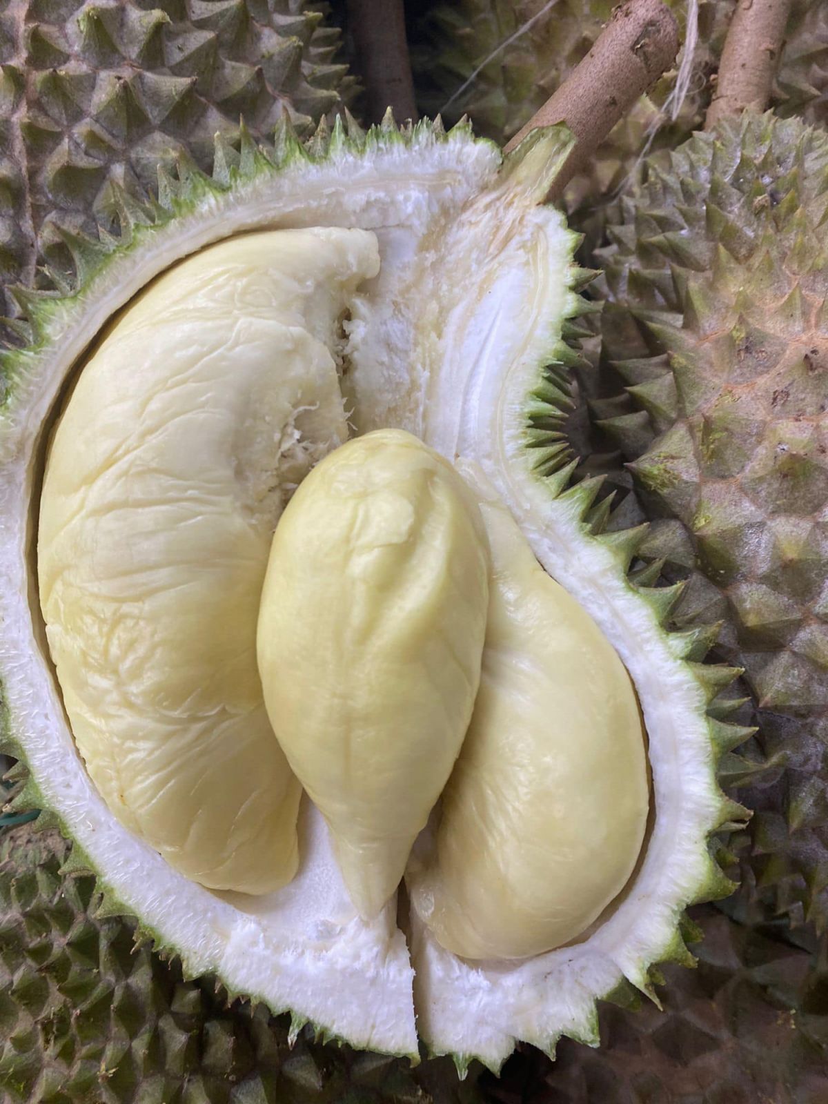 XO榴槤(Photo: Facebook @Durian Baby)