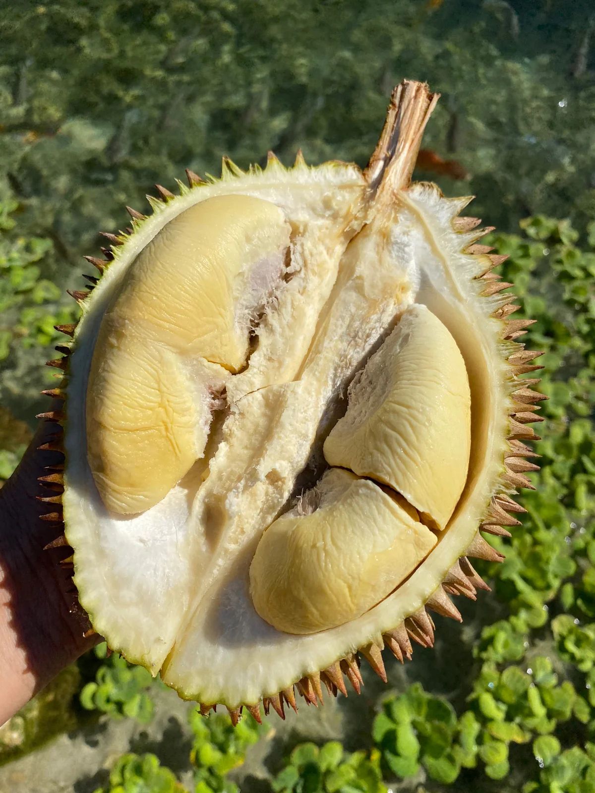 蘇丹王榴槤(Photo: miamifruit.org)