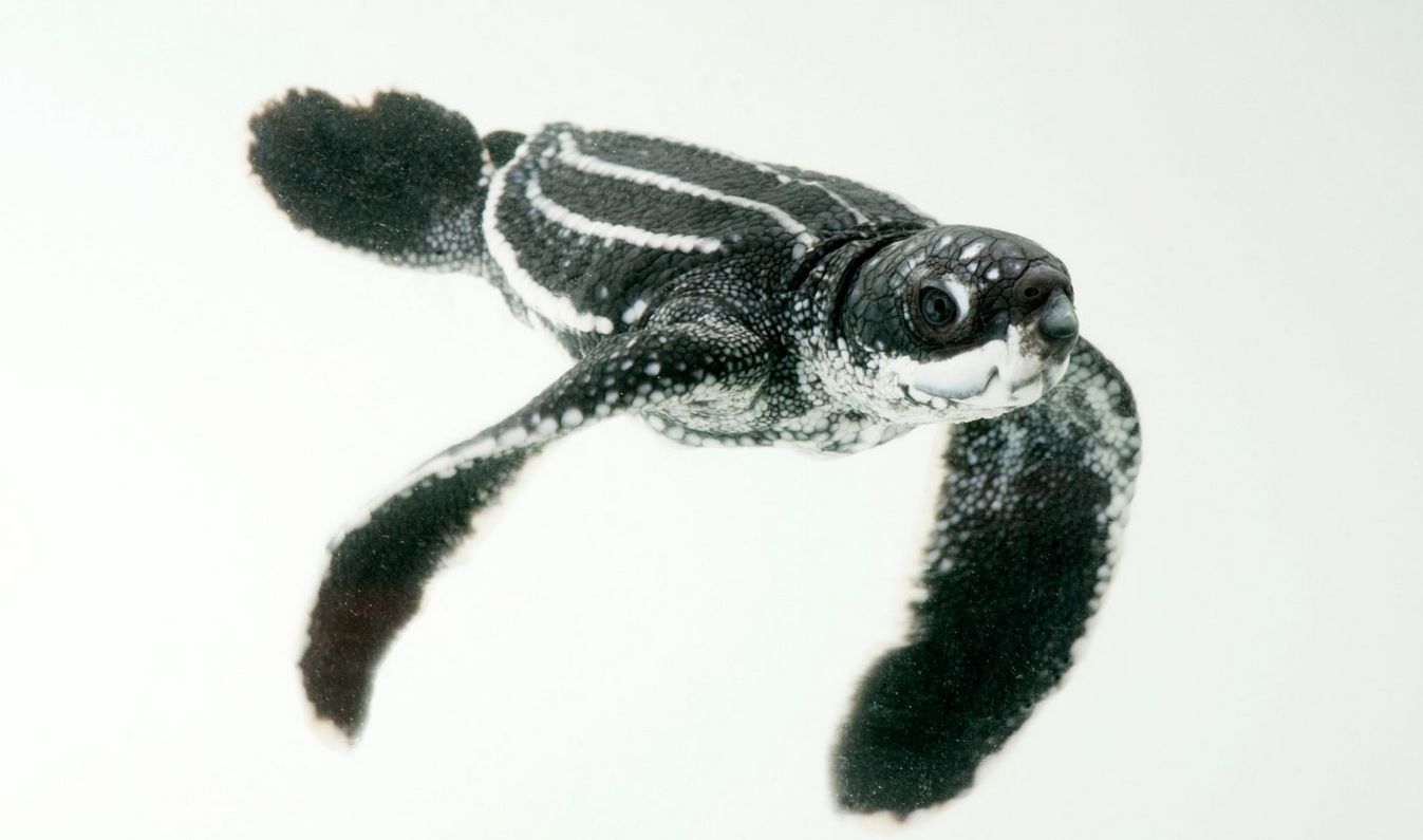 เต่า leatherback turtle (Dermochelys coriacea) ที่เพิ่งฟักจากไข่บนเกาะ Bioko Island (ภาพ: www.joelsartore.com)
