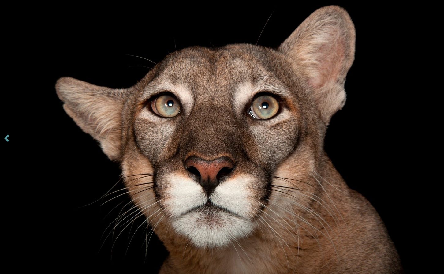 เสือดำฟลอริด้าชื่อ Lucy จาก Tampa’s Lowry Park Zoo รัฐฟลอริด้า (ภาพ: www.joelsartore.com)