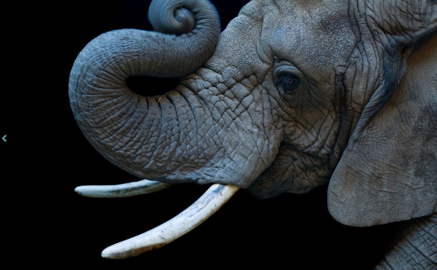 ช้างแอฟริกันเพศเมียที่ Cheyenne Mountain Zoo ในโคโลราโด (ภาพ: www.joelsartore.com)