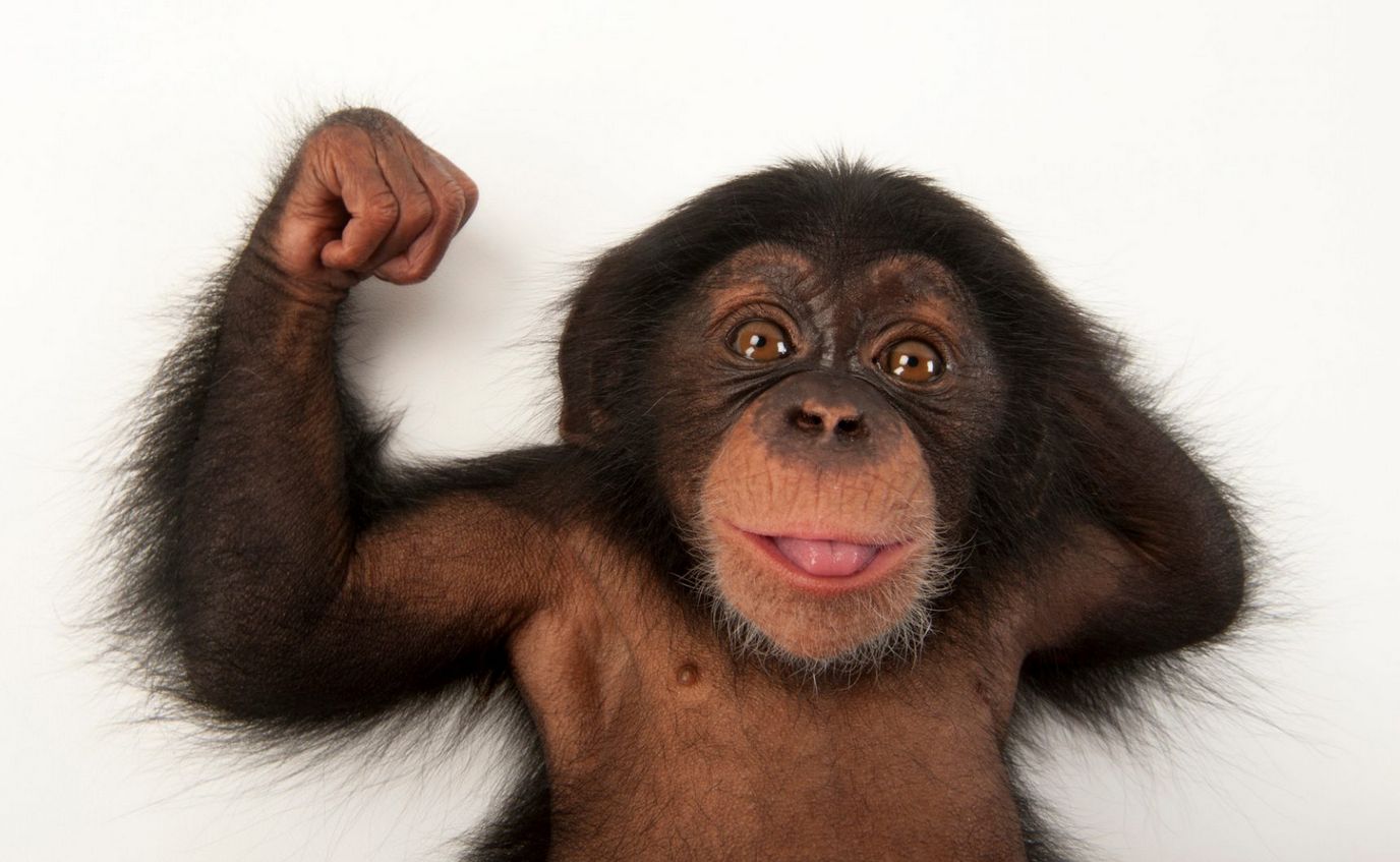 ลูกลิงชิมแปนซีชื่อ Ruben ที่ ZooTampa at Lowry Park ในเมืองแทมป้า รัฐฟลอริด้า (ภาพ: www.joelsartore.com)