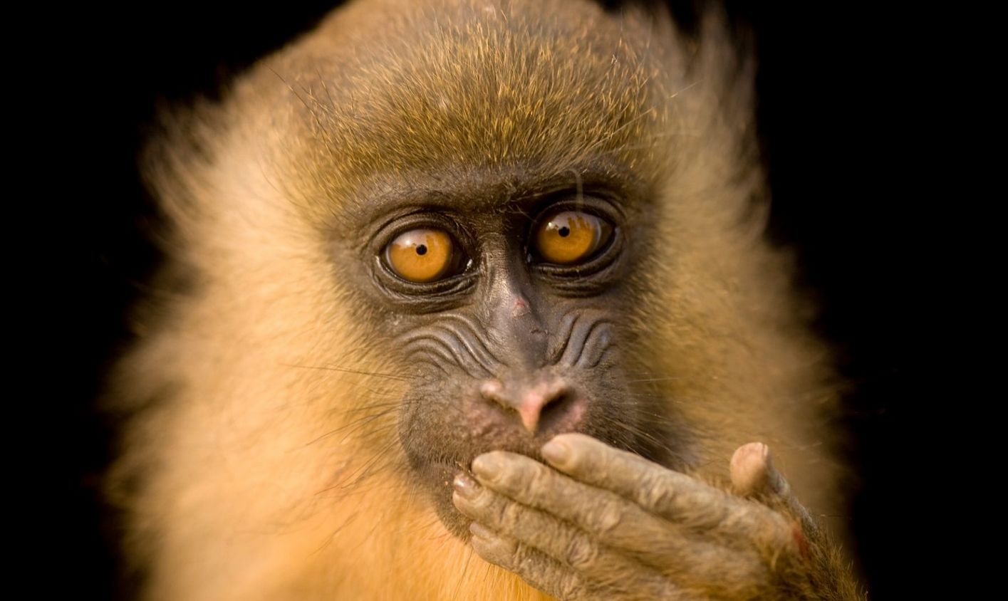 ลูกลิง mandrill (Mandrillus sphinx) อายุห้าเดือนในมาลาโบ ประเทศอิเควทอเรียลกินี (ภาพ: www.joelsartore.com)