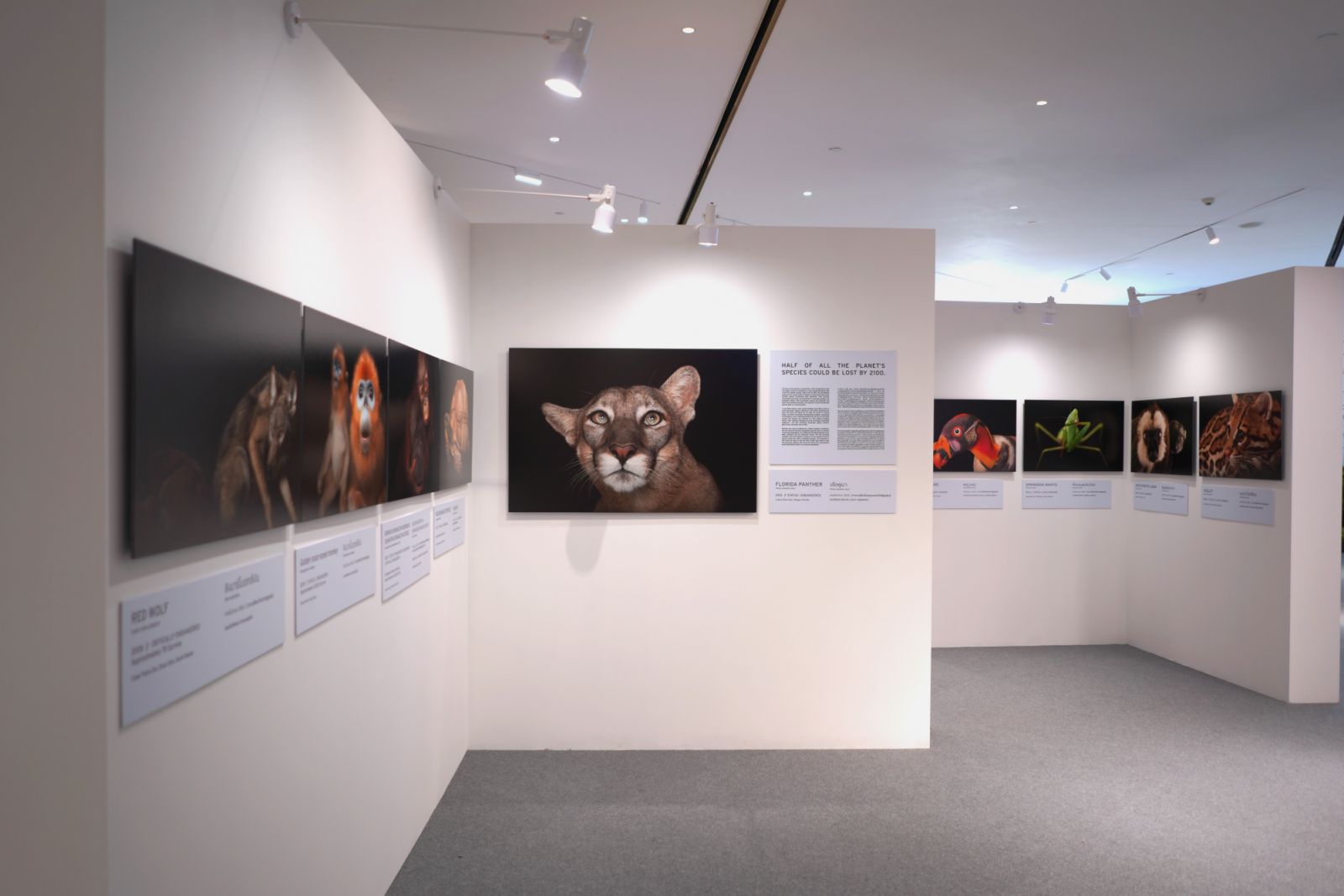 นิทรรศการภาพถ่ายสัตว์โลก National Geographic Photo Ark