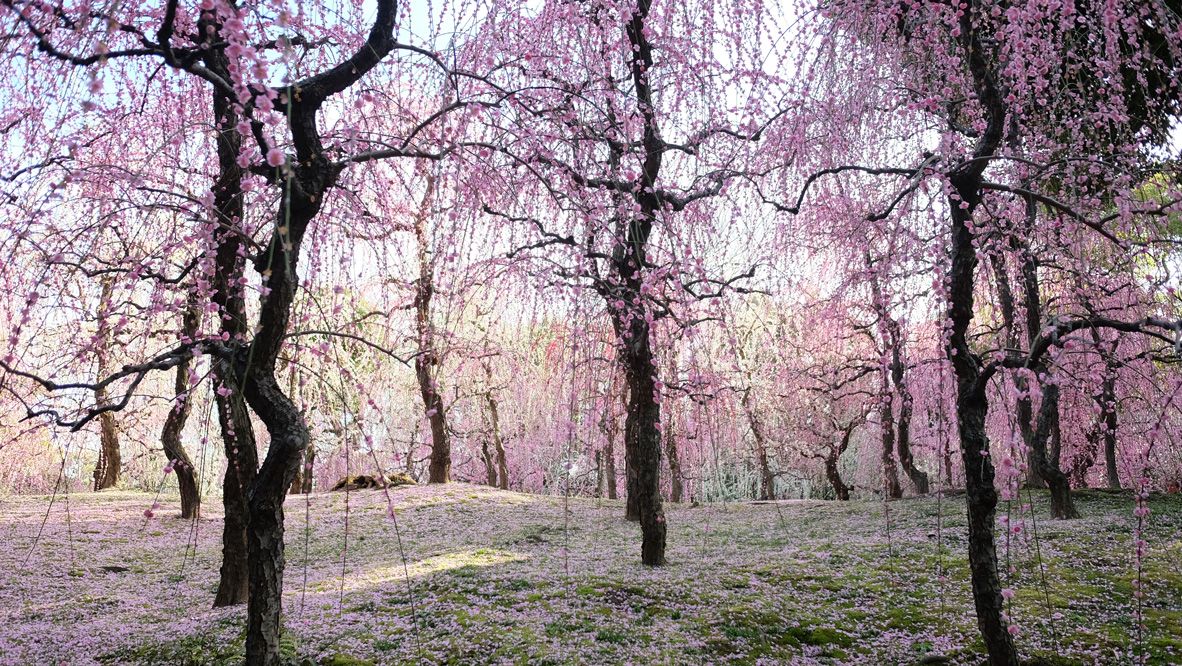 Jonangu, in Southern Kyoto, sees many visitors in late winter, for its plum blossoms