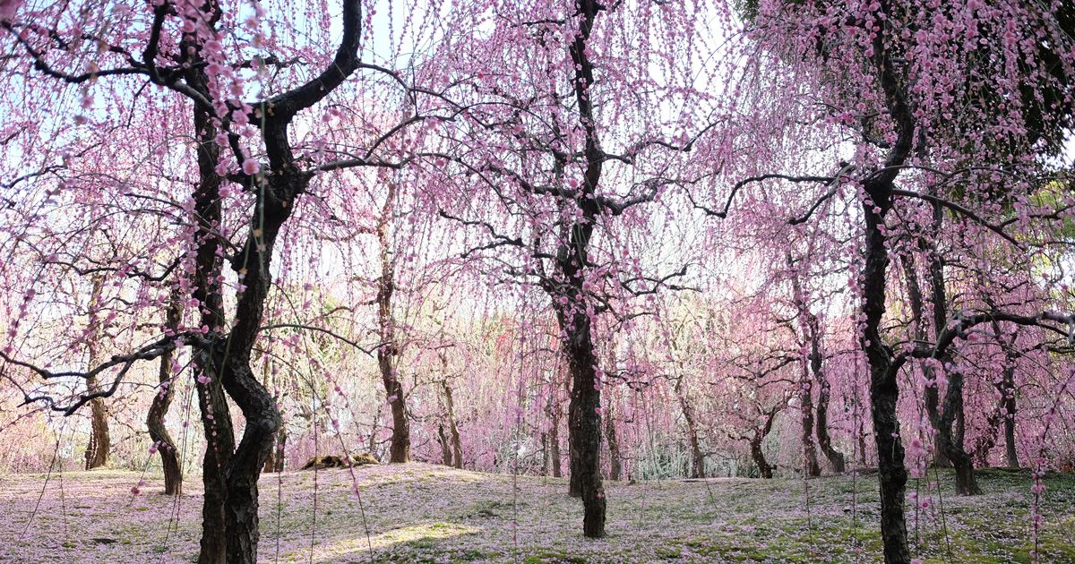 Jonangu, in Southern Kyoto, sees many visitors in late winter, for its plum blossoms