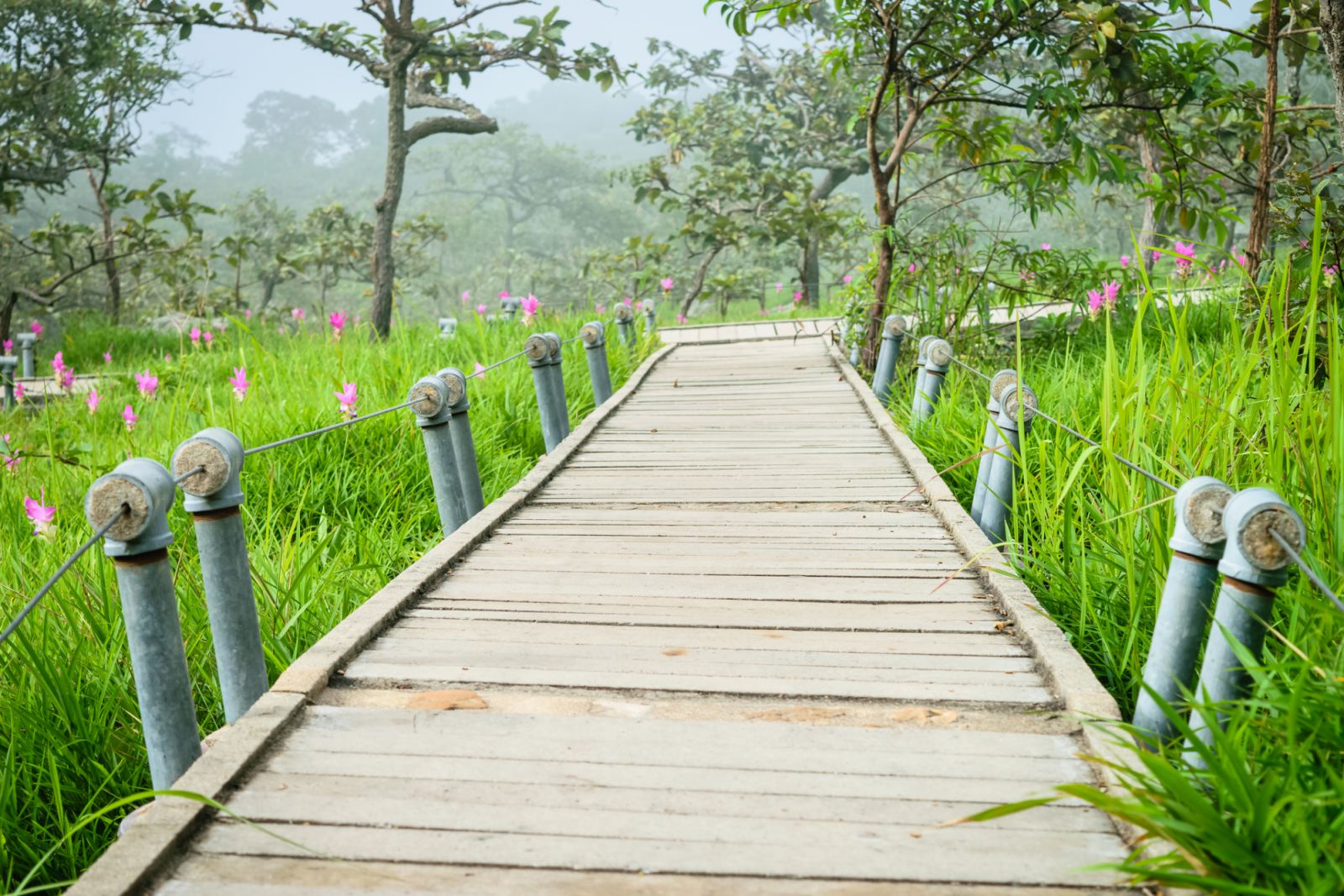 อุทยานแห่งชาติป่าหินงาม, A Walk Way in Siam Tulip Field, Pa Hin Ngam National Park in Chaiyaphum province, Thailand.
