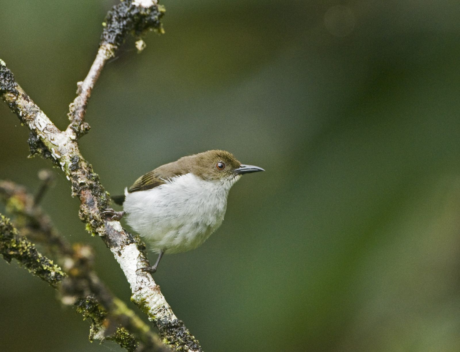 Buzzing Flowerpecker, Dicaeum hypoleucum, Mt Kitanglad, Philippines (Photo: David Tipling/Education Images/Universal Images Group via Getty Images)