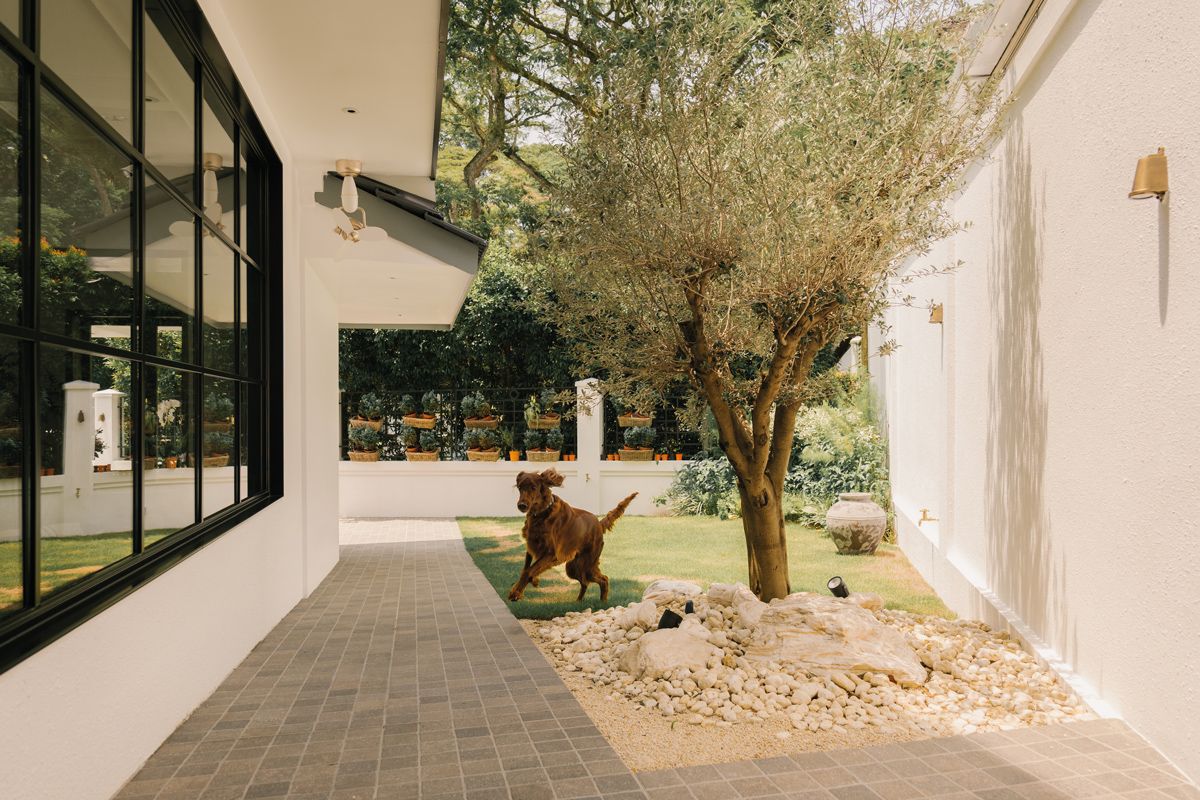 The sandy rock portion of the yard accommodates an olive tree
