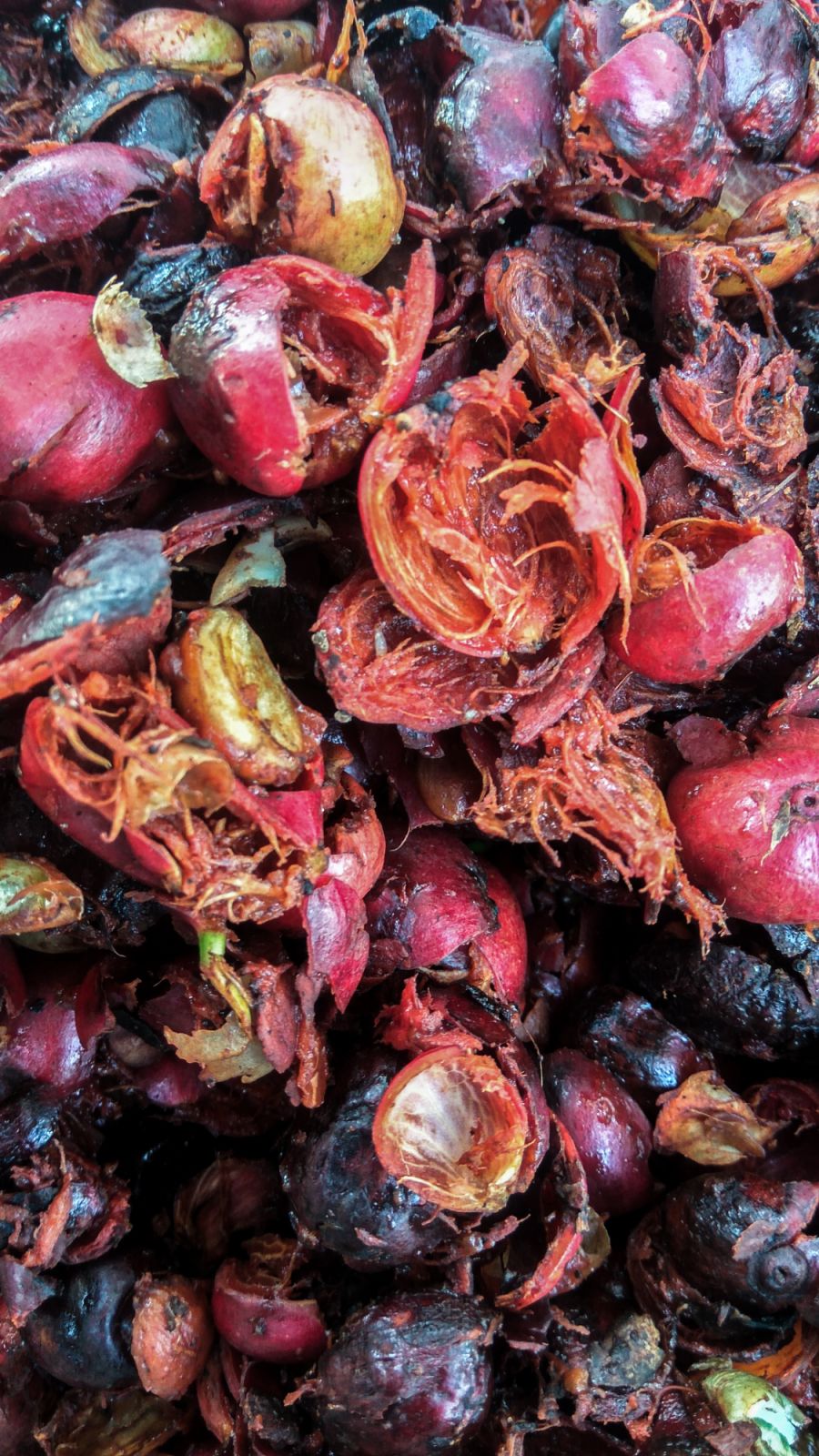 Cascara is a herb made from the skin of the coffee fruit. It looks like a cherry and is often used as a coffee or tea drink. Cascara is a plant that acts as a laxative for constipation, as well as a treatment for gallstones, liver disease, and cancer.
