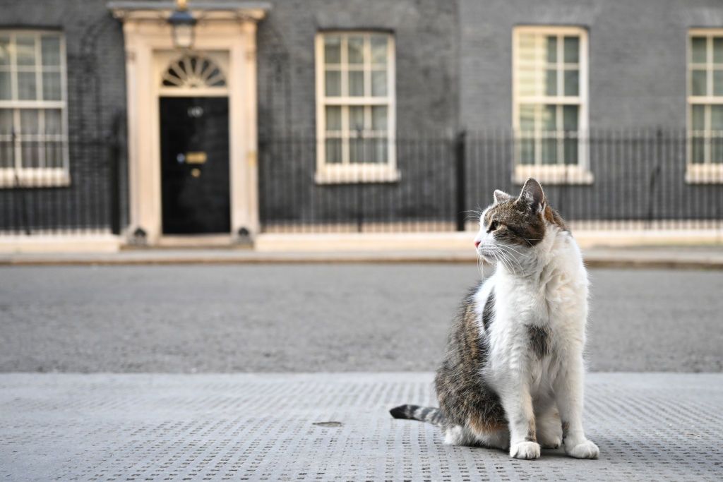 Larry sits on the pavement in front of 10 Downing Street (Photo: Getty Images)