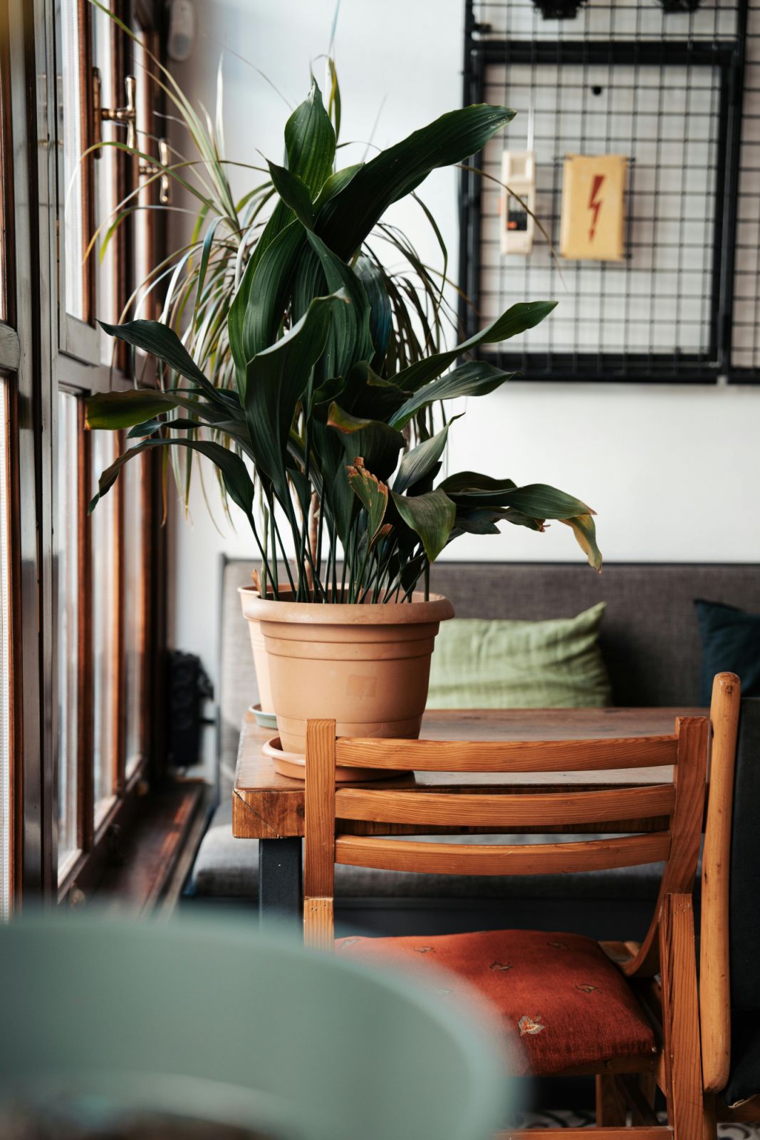 Cast Iron Plant (Photo: Pexels/Ahmed)