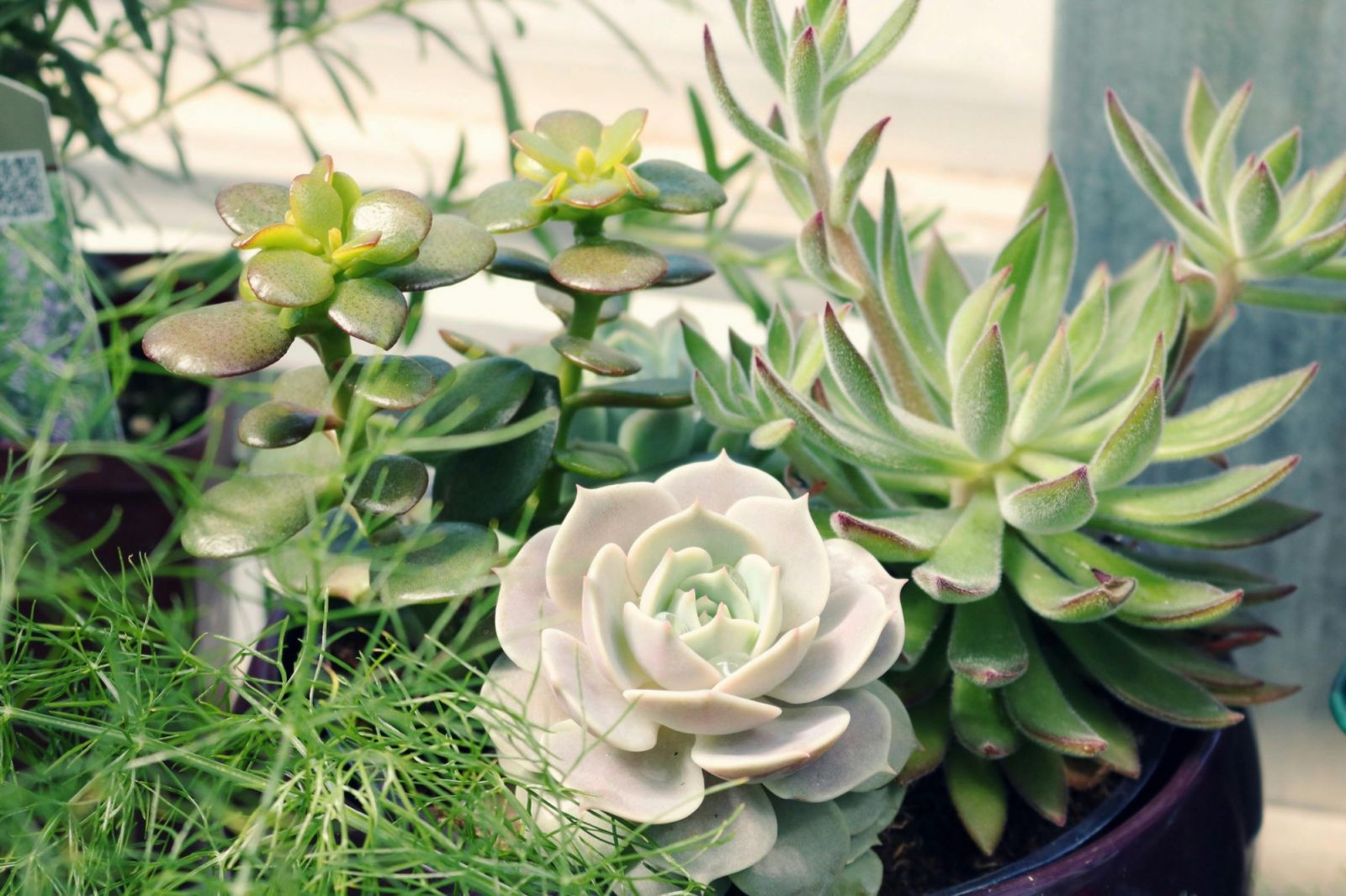 Succulents (Photo: Pexels/ Madison Inouye)
