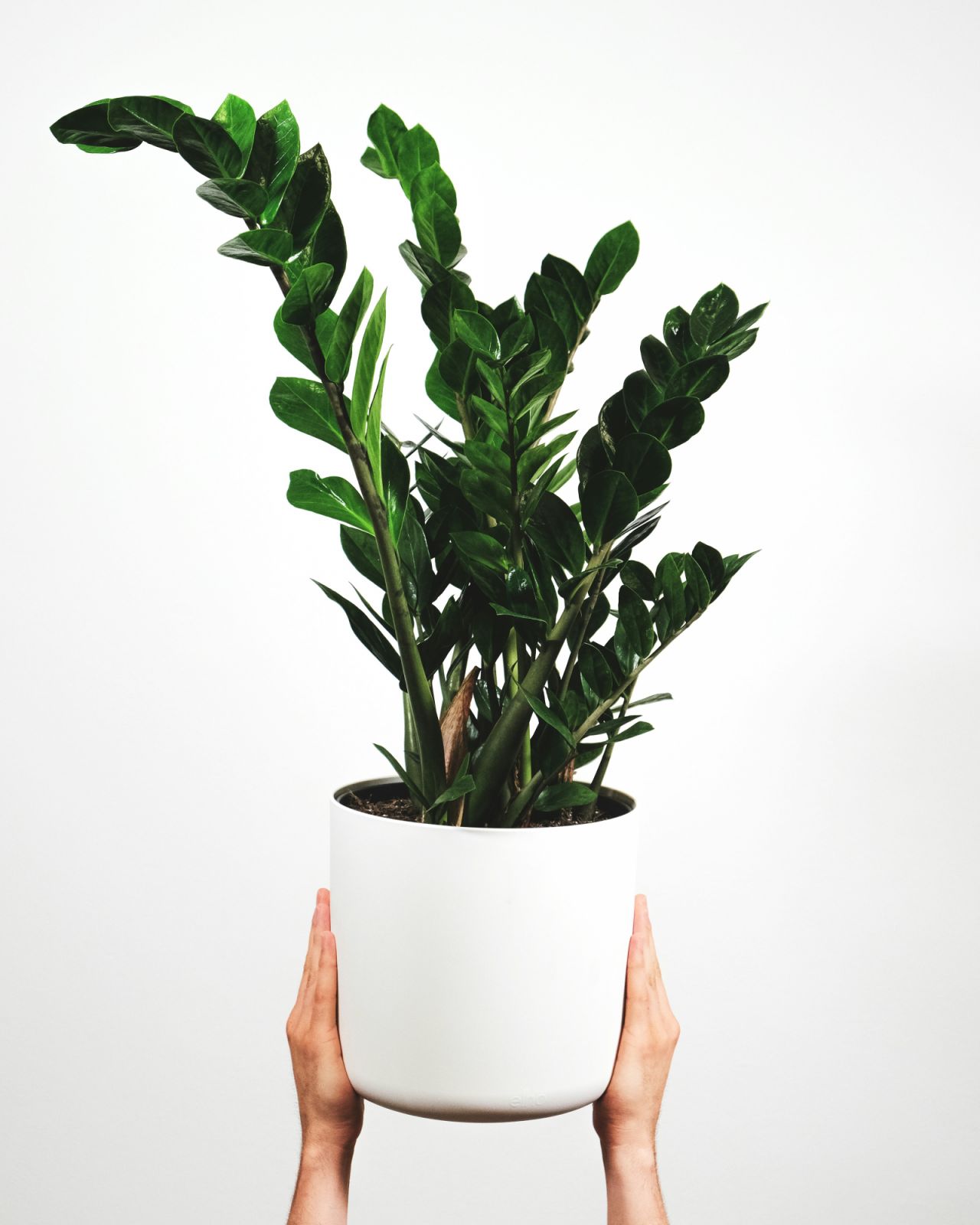 ZZ Plant (Photo: Unsplash/feey)