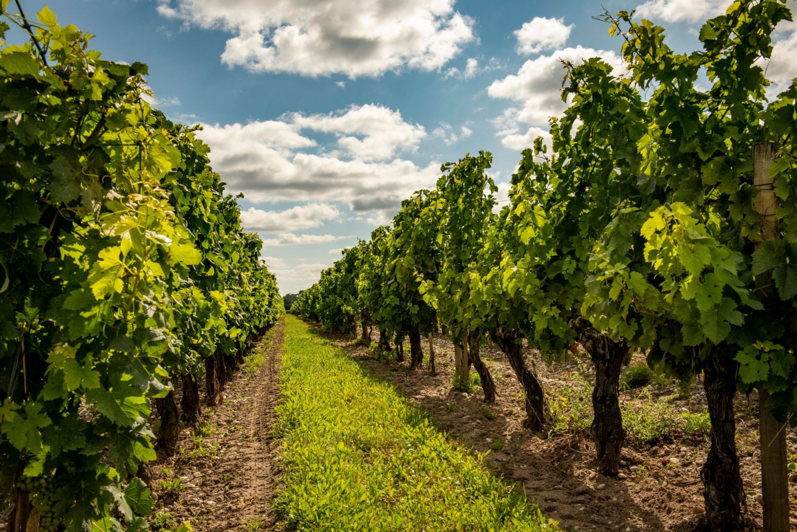 วินยาร์ดของ Penfolds ในฝรั่งเศส
