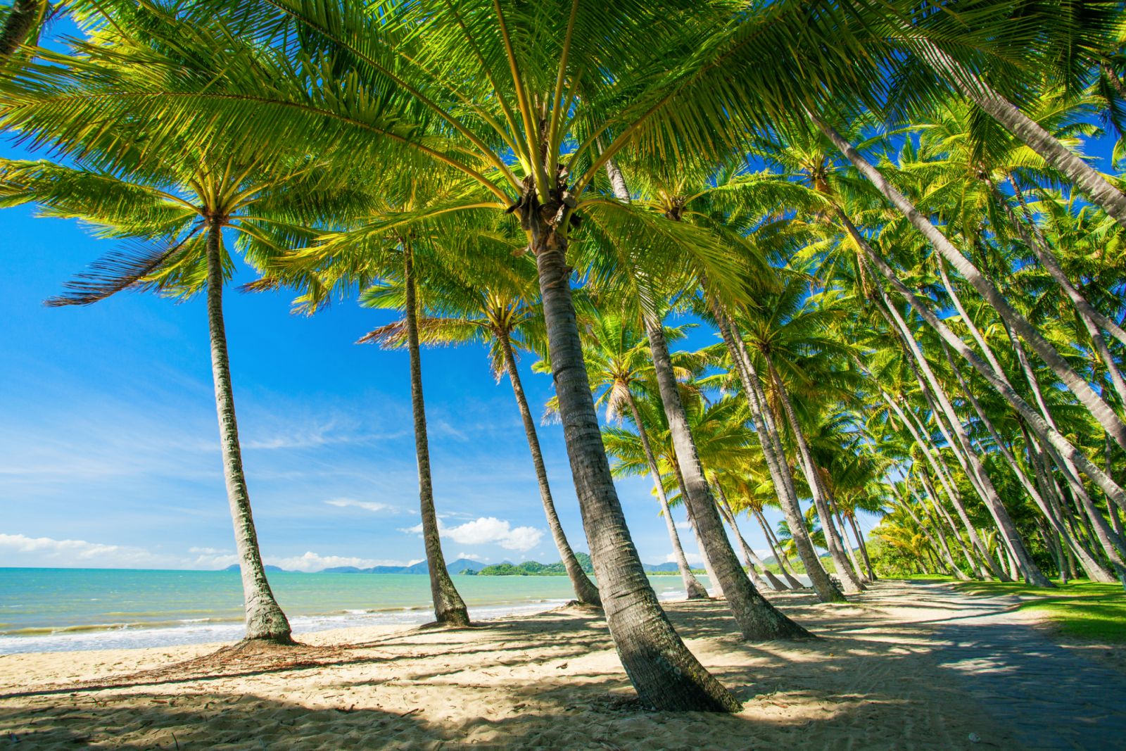 Palm trees on the beach of Palm Cove in Australia (Photo: Getty Images)